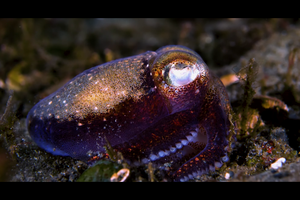 A small cephalopod sits near the ocean floor.