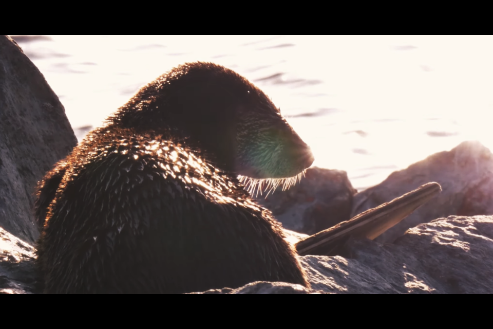 An otter soaks in the sun.