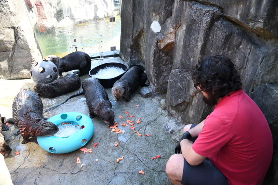 Vancouver Aquarium celebrates Sea Otter Awareness Week on Sept. 18-14, 2022.