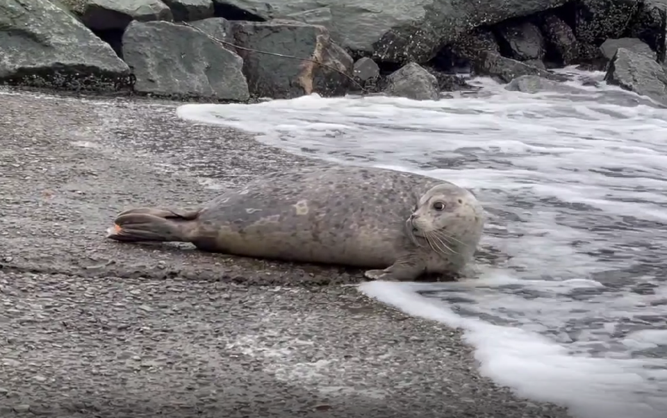 Seal release photo