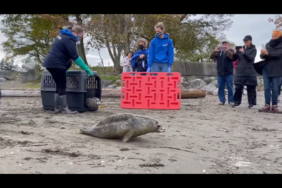 The seals were released at Blackie Spit Park in Surrey on Sunday, Oct. 24 after being cared for by the Vancouver Aquarium’s Marine Mammal Rescue Center.