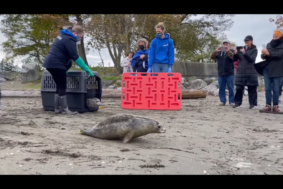 The seals were released at Blackie Spit Park in Surrey on Sunday, Oct. 24 after being cared for by the 鶹ýӳAquarium’s Marine Mammal Rescue Center.