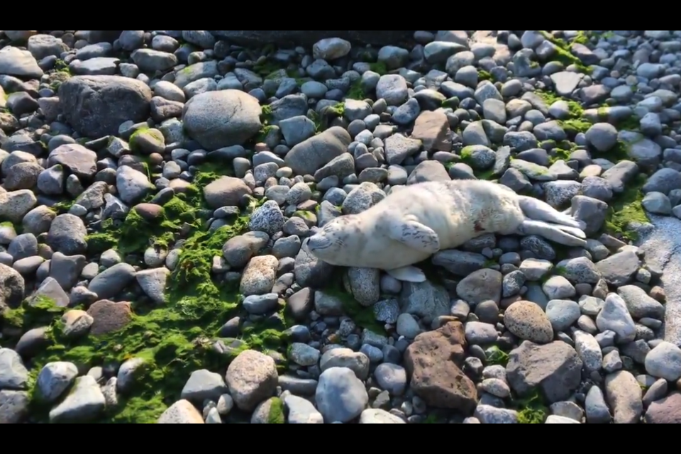 Acadia the seal pup was found at Acadia Beach.