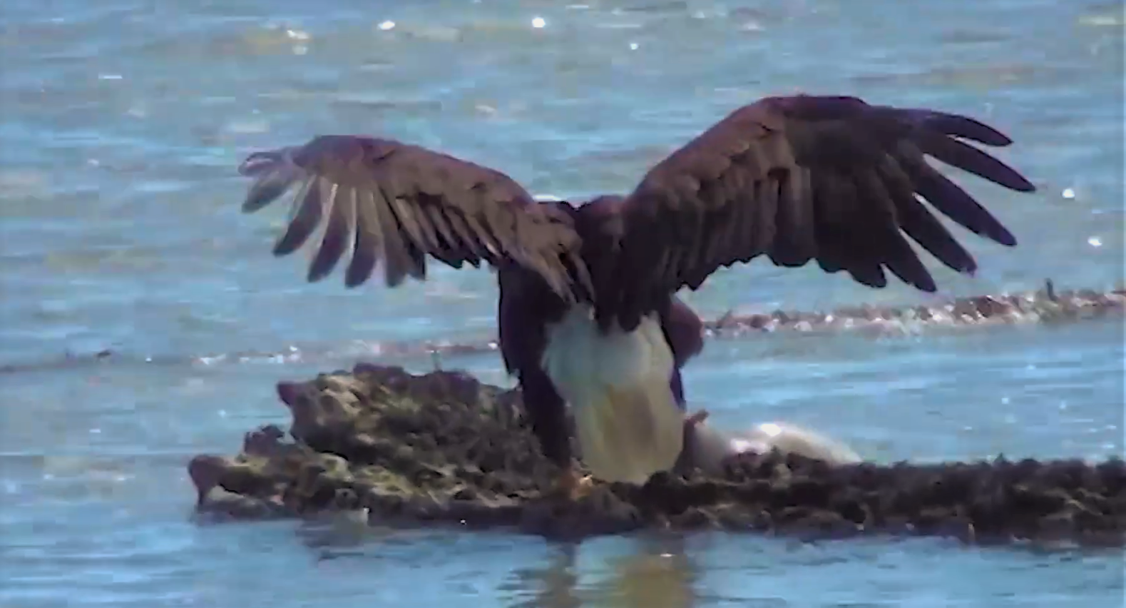 Eagle pulls dead young seal ashore and eats it (VIDEO) - Vancouver Is  Awesome