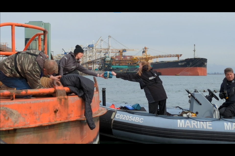 Members of the marine mammal rescue team were able to cut garbage off the neck of a Stellar Sea Lion.