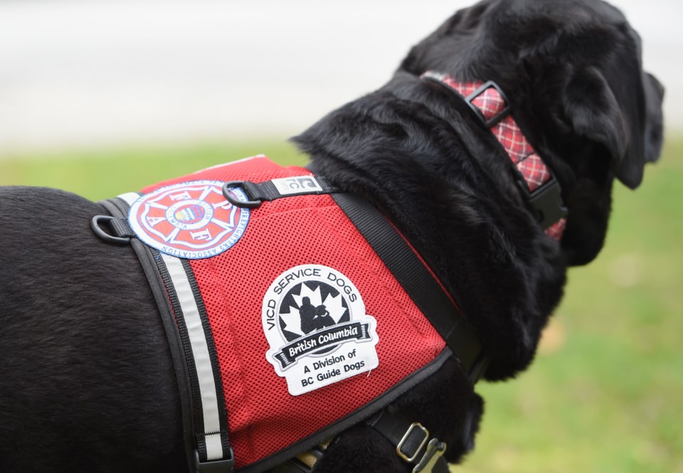 service-dog-ferus-vfrs