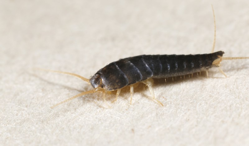 silverfish-infestation-vancouver-october-2021-landlords
