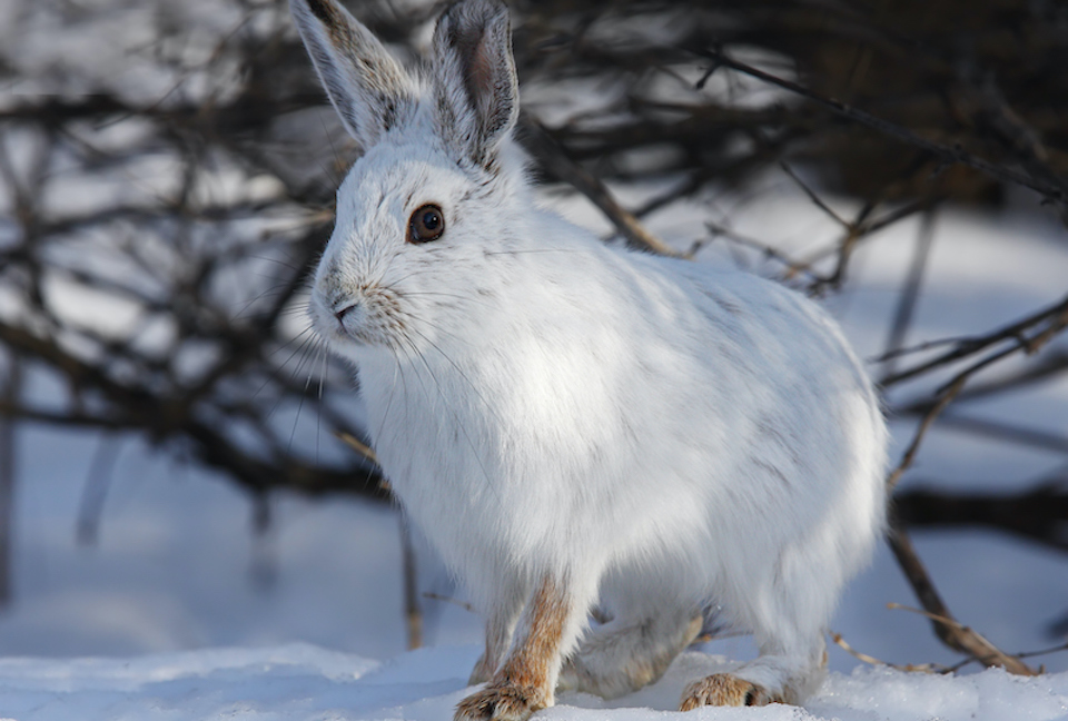 Snowshoe hares: Adorable BC animal is a part-time cannibal - Vancouver Is  Awesome