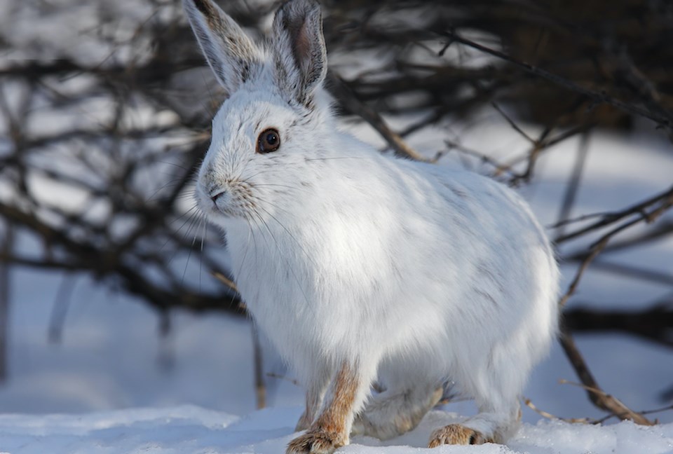 snowshoe-hare-eats-meat-vancouver