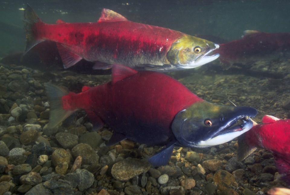 Sockeye_Salmon_Fraser_River