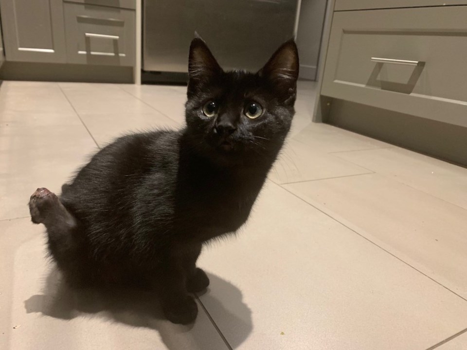 SPCA-cat-black-peggy