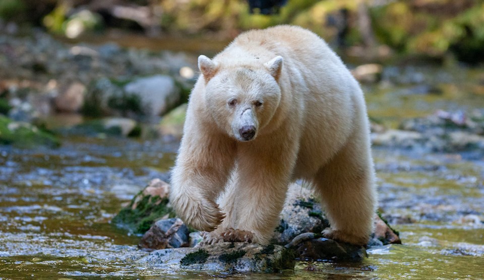 spirit-bear-great-bear-rainforest-bc