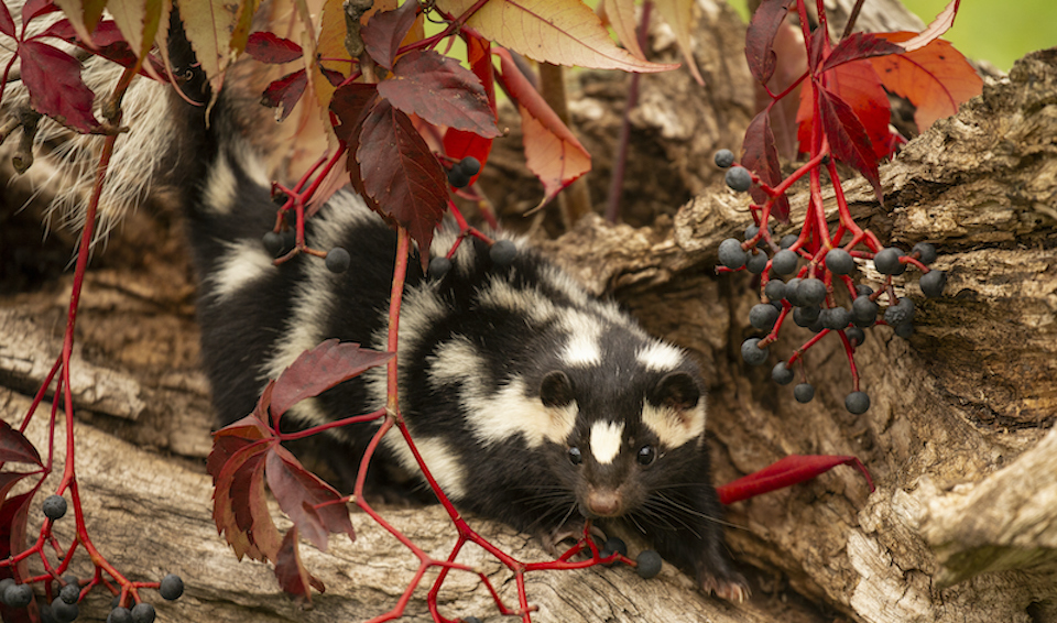 Are there rare spotted skunks living in Metro Vancouver? - Vancouver Is  Awesome