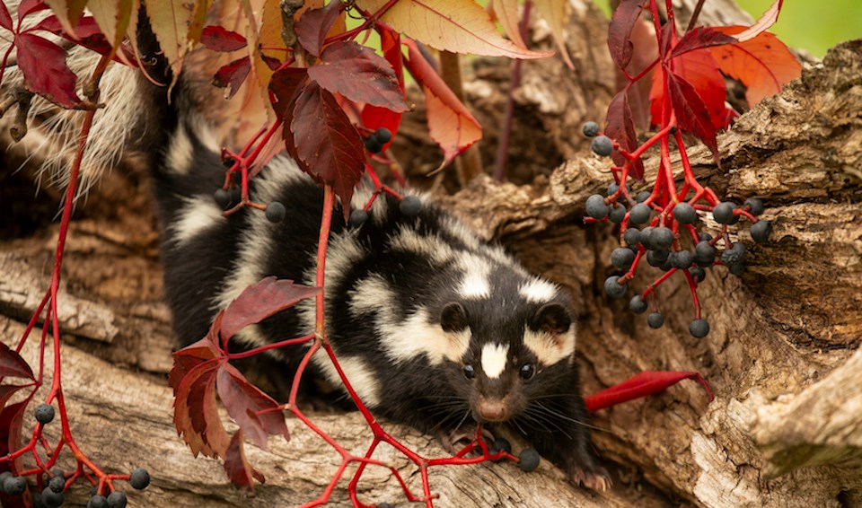 spotted-skunk-moving-on-tree