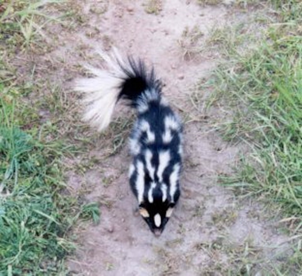 spotted_skunk_metro_vancouver