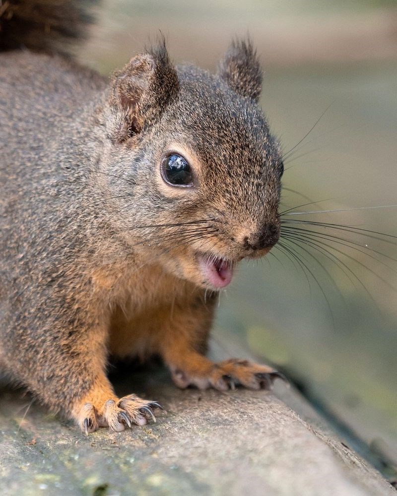 squirrel-vancouver