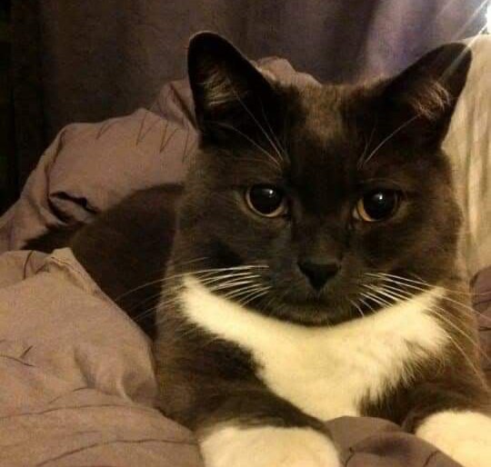 stanley-brett-martin-cat