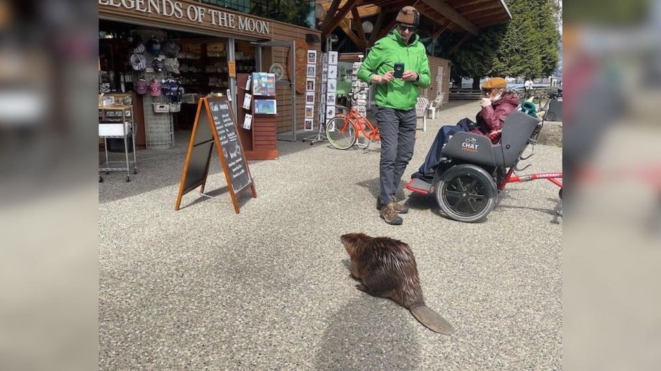 stanley-park-beaver-sighting-vancouver