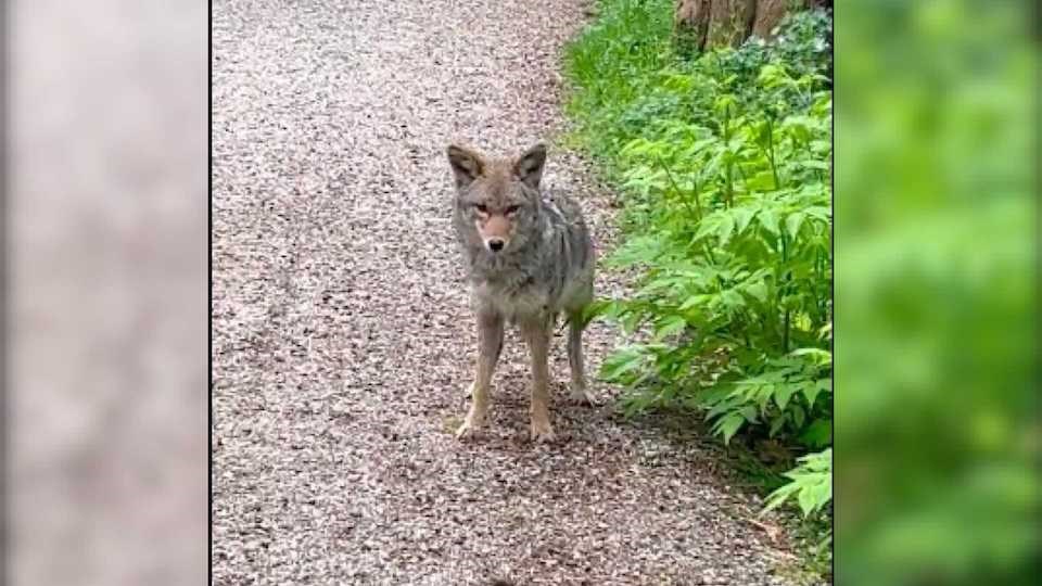 stanley-park-coyote-approaches-runner