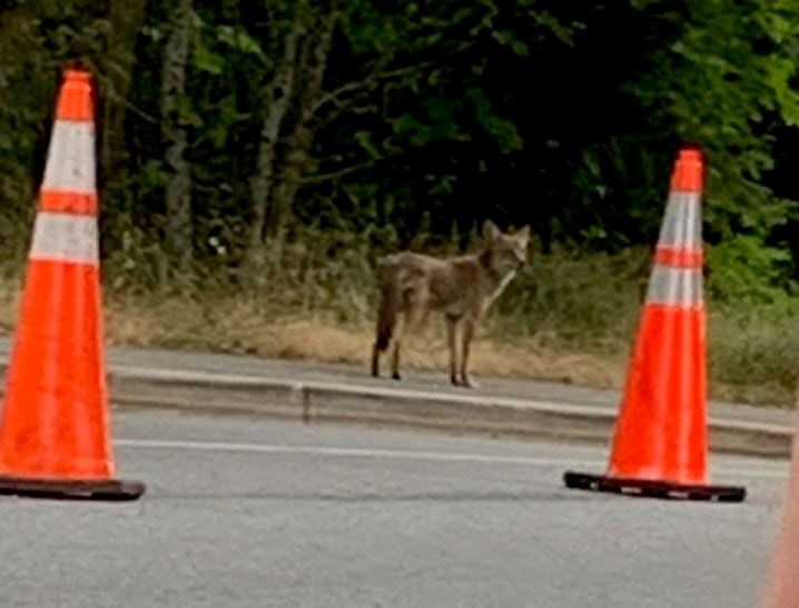 Stanley Park coyote