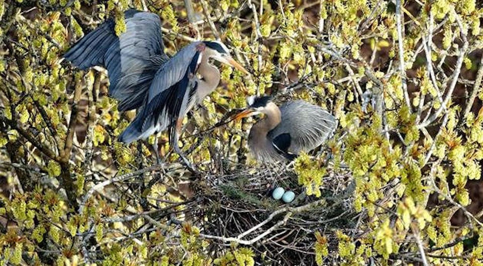 stanley-park-heron-cam-vancouver-park-board