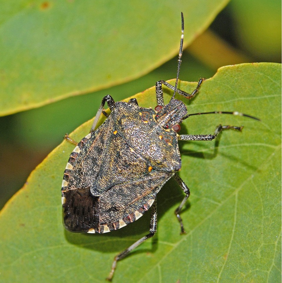 Stink bug invasive