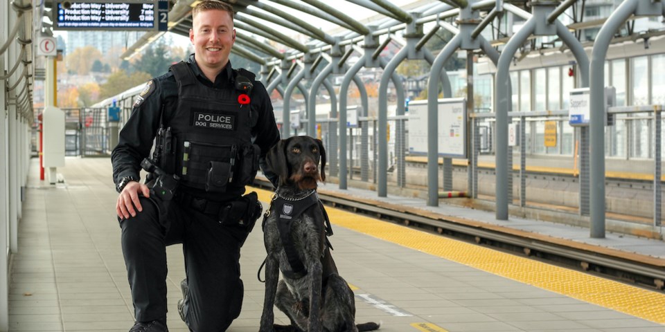 Strider with Handler Cst Campagne