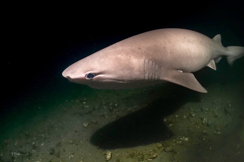 subadult-female-bluntnose-sixgill-shark