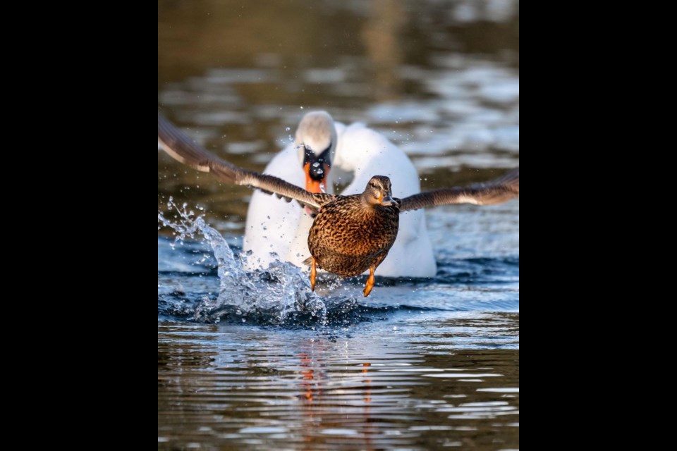 Local wildlife photographer David Leeming has a knack for capturing Vancouver wildlife in captivating poses.
