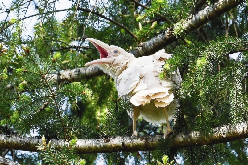 White raven photographed in Coombs by Mike Yip. The birds are the product of a mated pair of common ravens carrying the same rare recessive gene. 