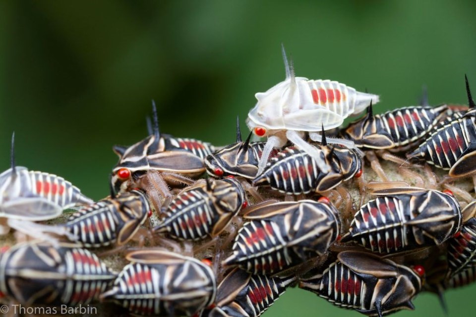 Thomas Barbin - Oak Treehopper (Platycotis vittata) - Mt Tzuhalem ER 1