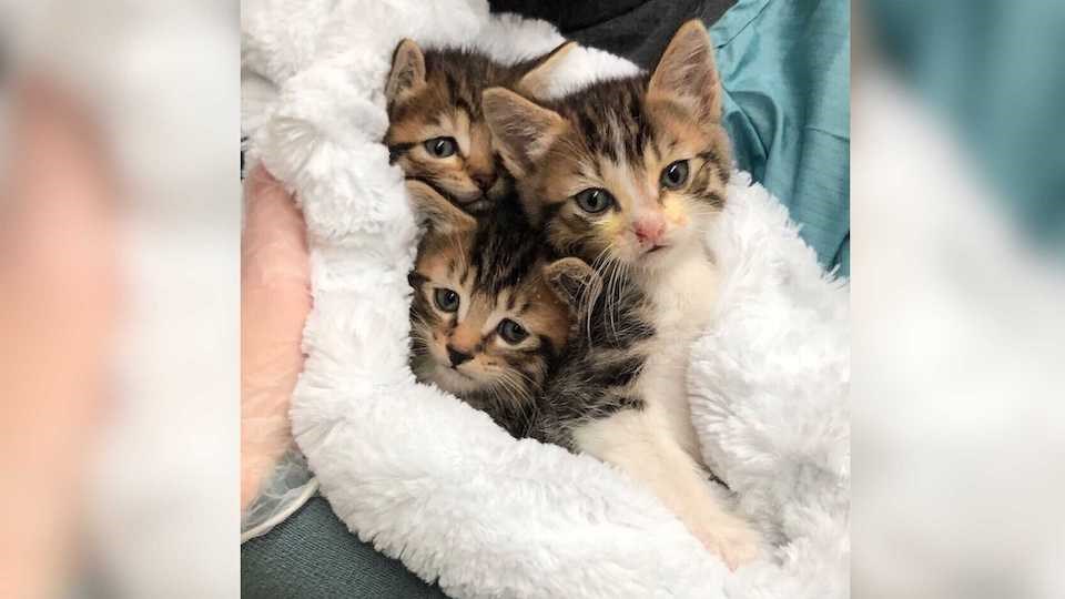 three-kittens-discovered-dumpster-vancouver