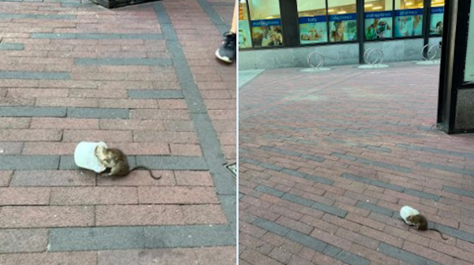 tiny-rat-finds-delight-ice-cream.jpg