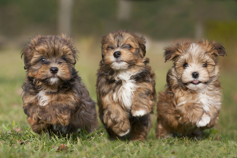 Canadian sales dog names