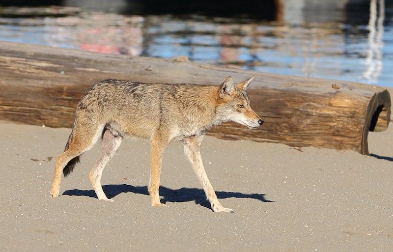 urban-coyote-vancouver-getty