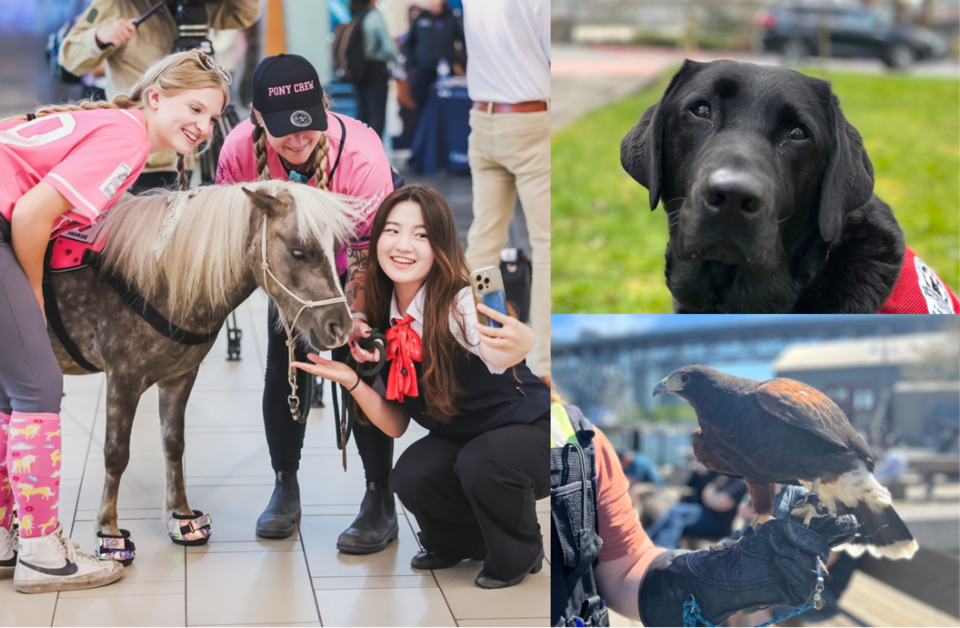 vancouver-animals-with-jobs