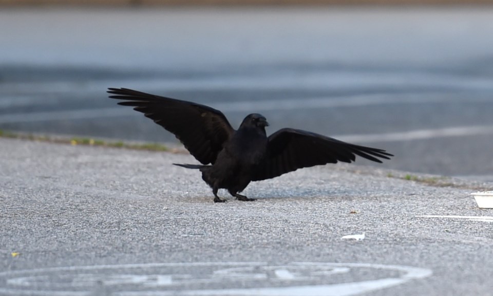 vancouver-crow-1