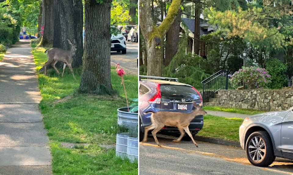 vancouver-deer-spottedjpg