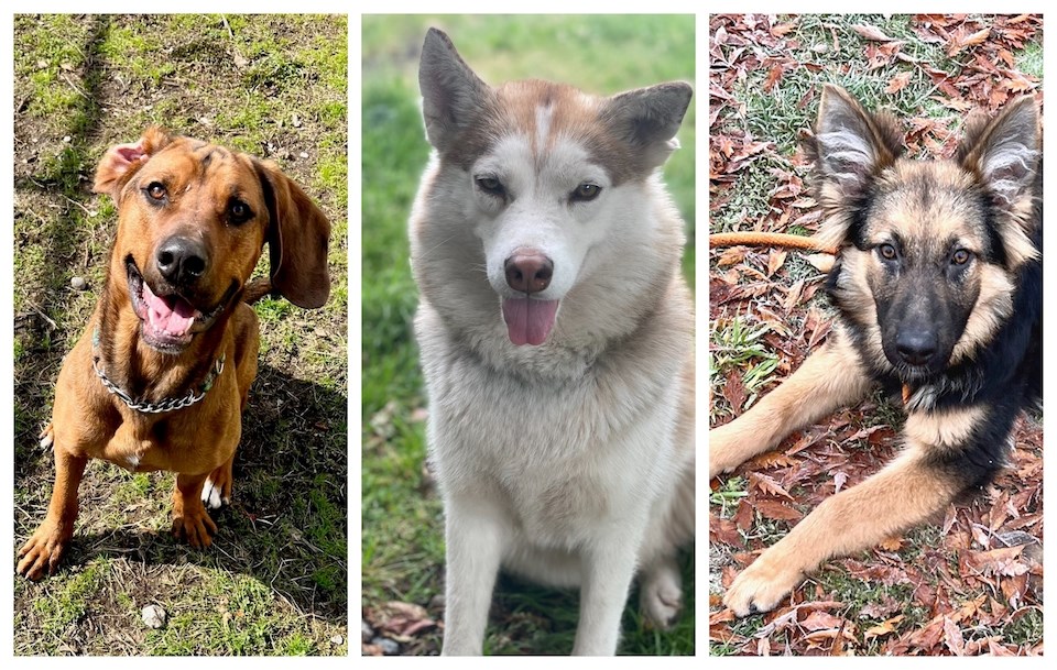 Vancouver Animal Services currently has eight dogs, a couple of guinea pigs, three rabbits, and a budgie available for adoption.