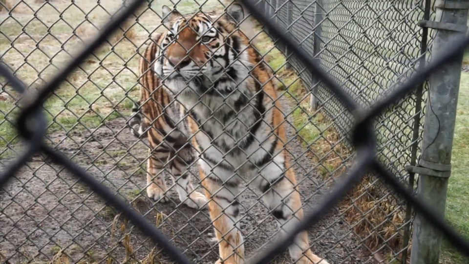 Vancouver-Humane-Society-tiger