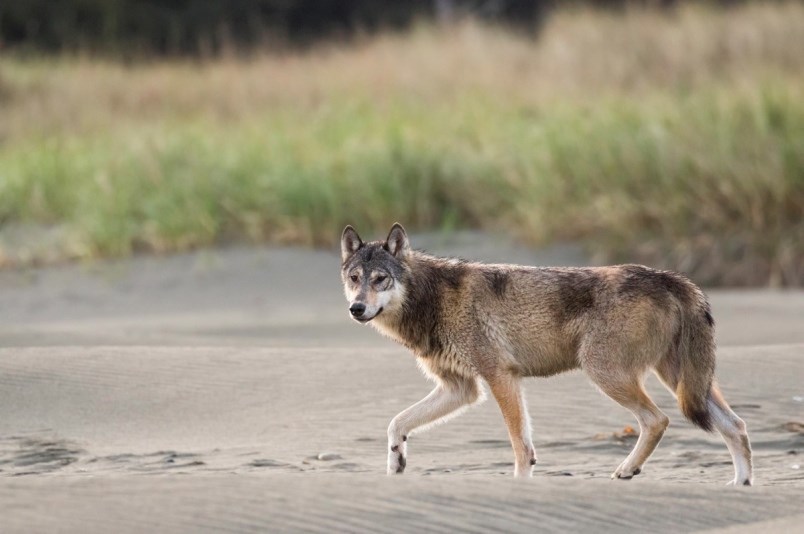 vancouver island bc-wolf-on-beach