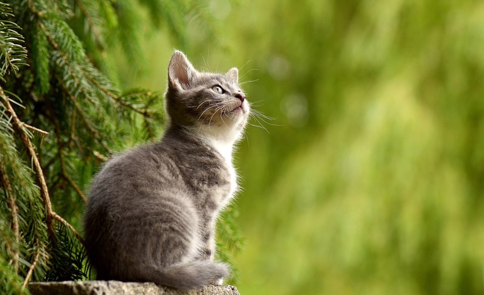 vancouver-kitten-walk