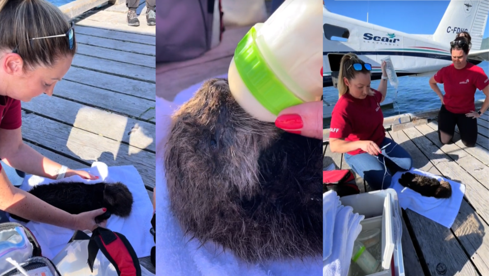 vancouver-luna-sea-otter