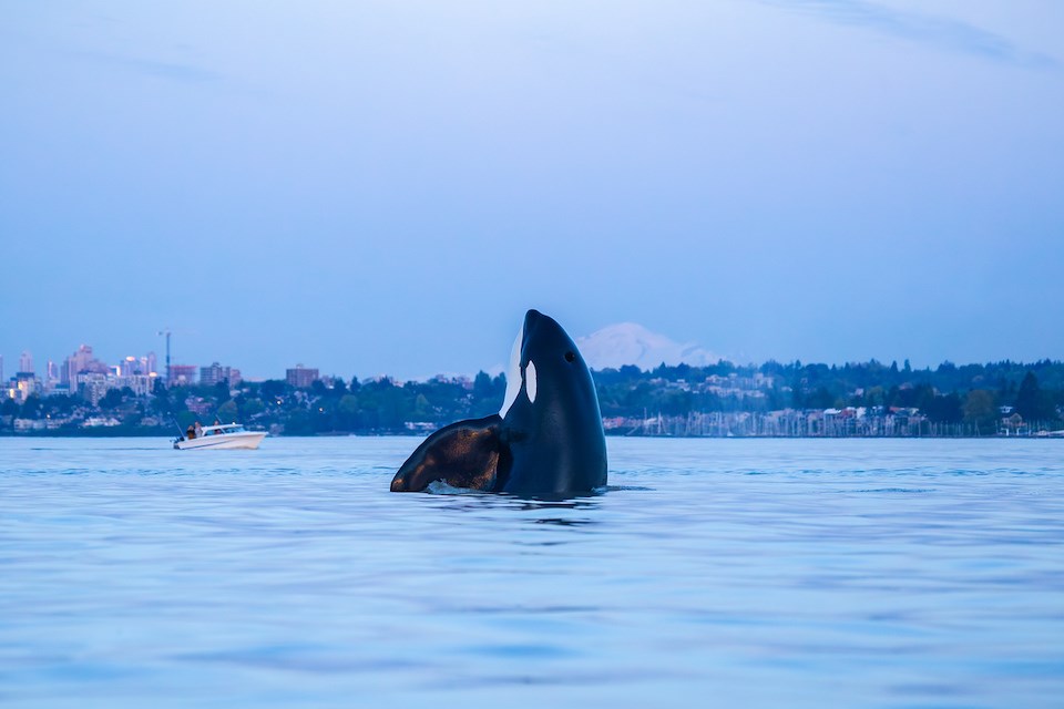 Vancouver photographer Liam Brennan captured a series of stunning images from a recent orca encounter off Spanish Banks.