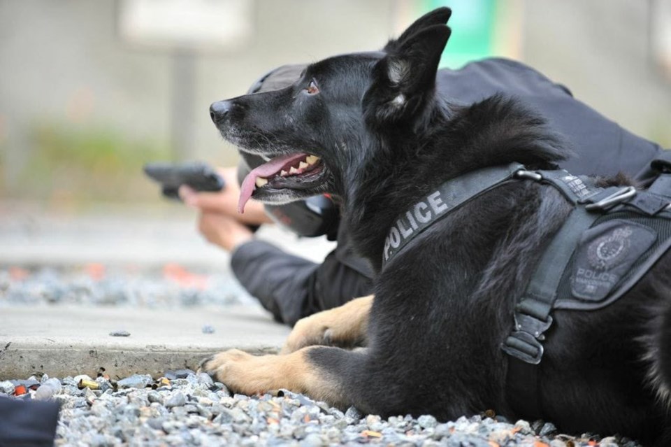 Vancouver police - retired police dog - canine unit. - knight