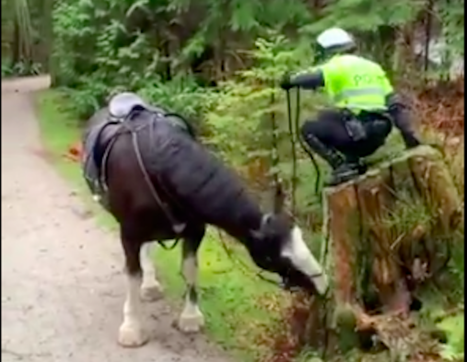 vancouver-police-mounted-unit-struggle-horse.jpg