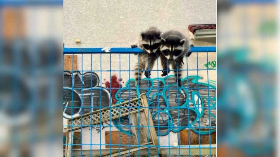 A Vancouver, BC resident has shared a couple of photos of adorable raccoons in places such as East 鶹ýӳand Queen Elizabeth Park in June 2022. 