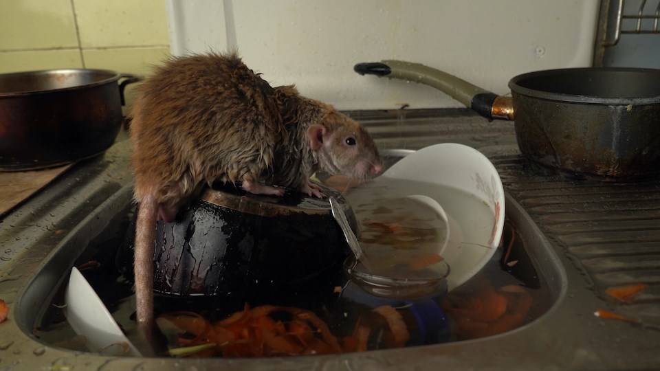 vancouver-rent-rat-in-dirty-sink