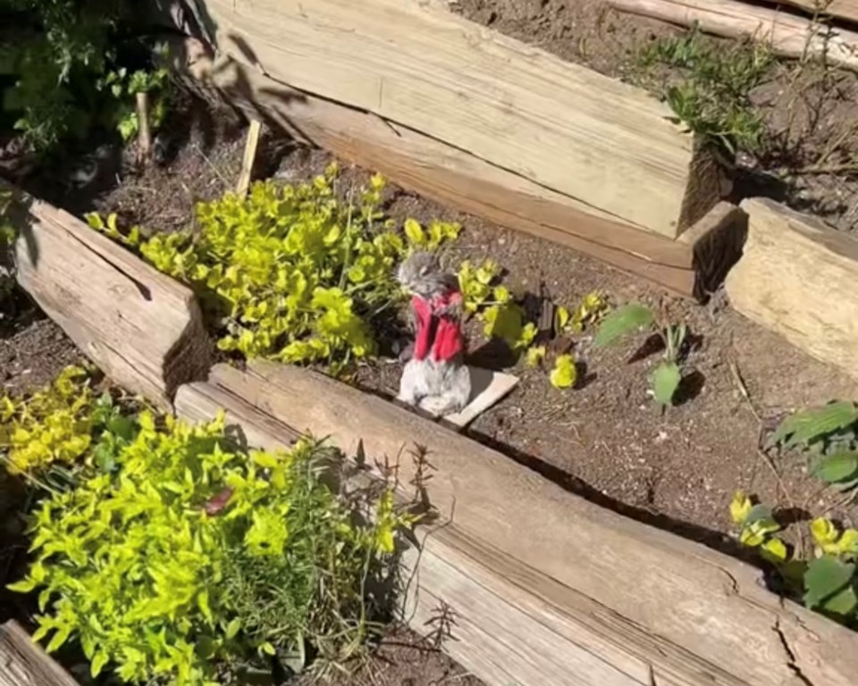 vancouver-taxidermy-squirrel-lawn-decoration-bylaw