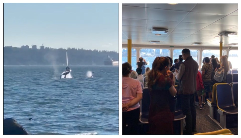 vancouver-whale-watching-stanley-park-seabus